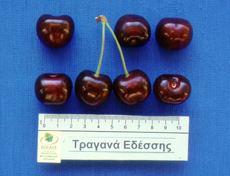 kerasi tragana edessis1