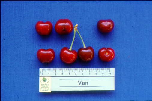kerasi van1
