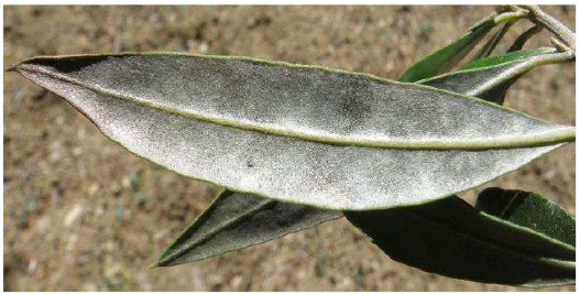kerkospora