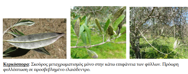 kerkospora12.10.23
