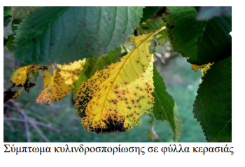 kilindrosporiasi kerasia