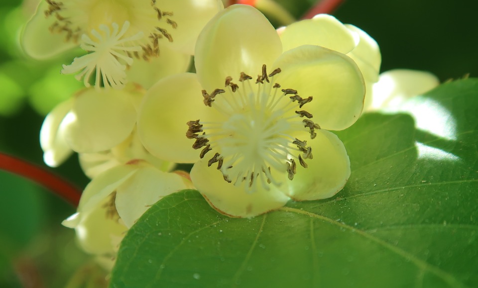 kiwiflower 2369637 960 720