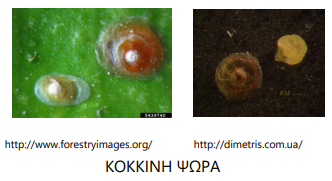 kokkinh psora
