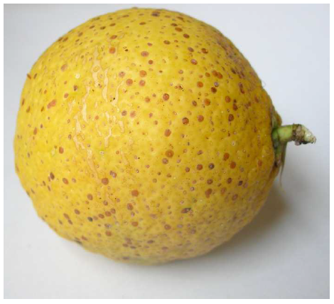 kokkinh pswra