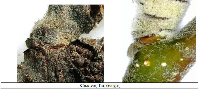 kokkinos tetr