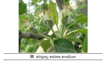 kokkinos tetranixos mhlia