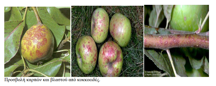 kokkoeidi milia