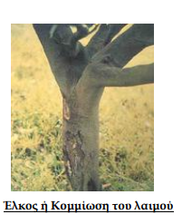 kommiosi
