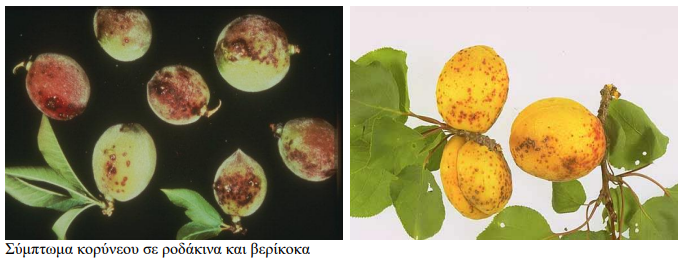 koruneo verikokia rodakinia