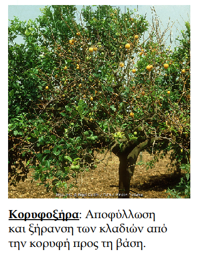koryfoksira 2