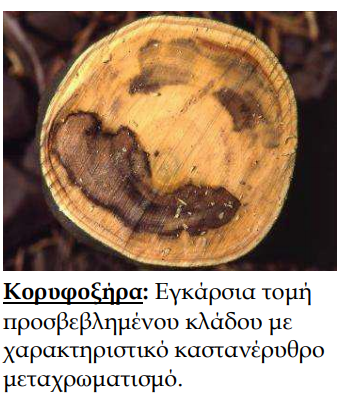 koryfoksira 3