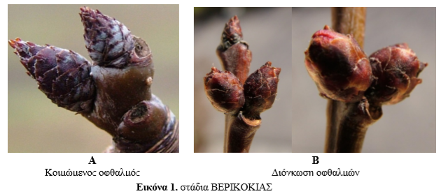 koryneo verikokias 1