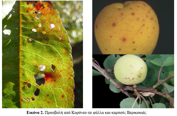 koryneo verikokias 2