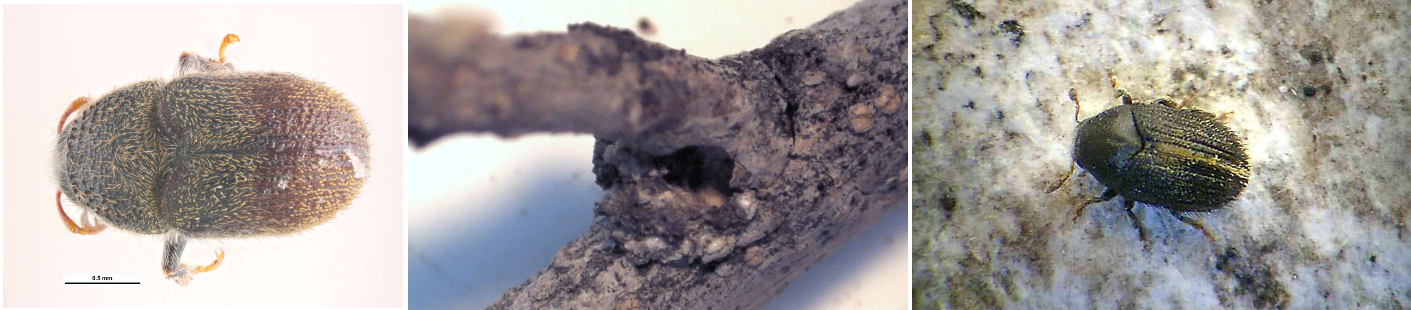 ksylofaga entoma