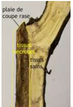kwnos ksiransis 1