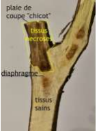 kwnos ksiransis 2