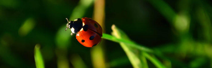 ladybug