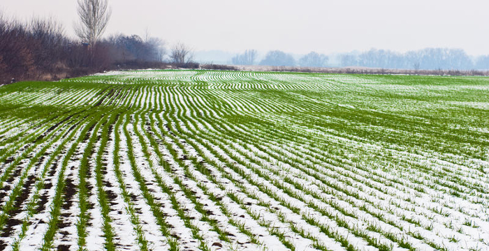 landbouw gebied van de wintertarwe onder de sneeuw 22126457