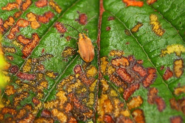 leaf