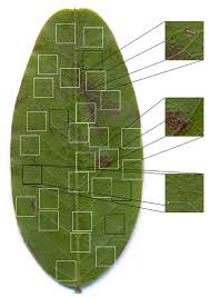leafanalysis1