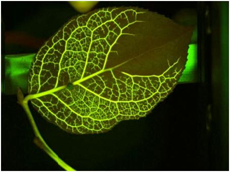 leafanalysis4