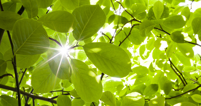 leaves