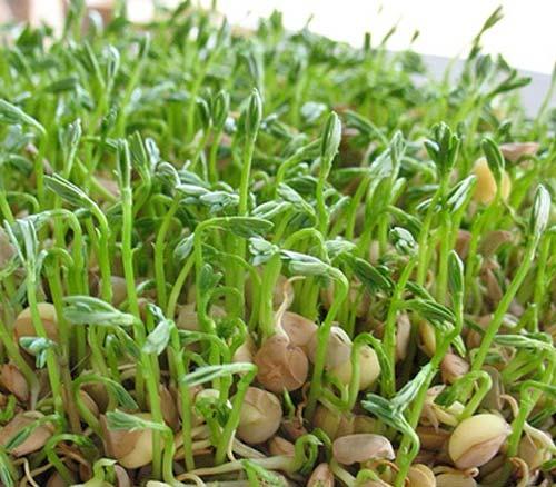 lentils2