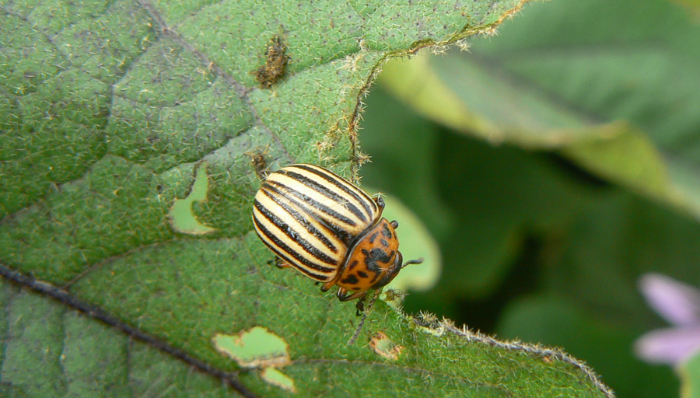 leptinotarsa declemineata