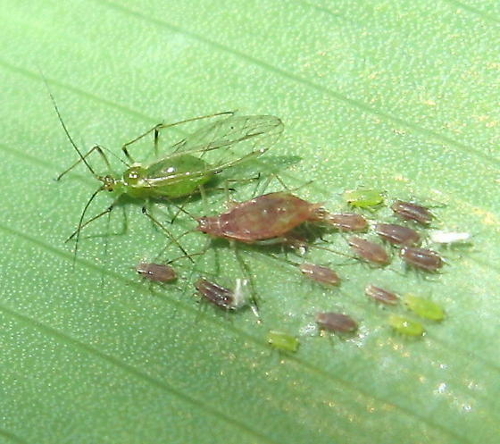 macrosiphum euphorbiae