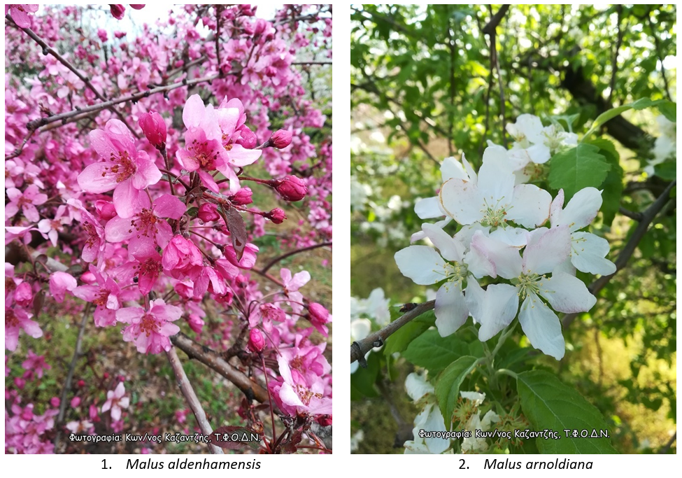 malus1