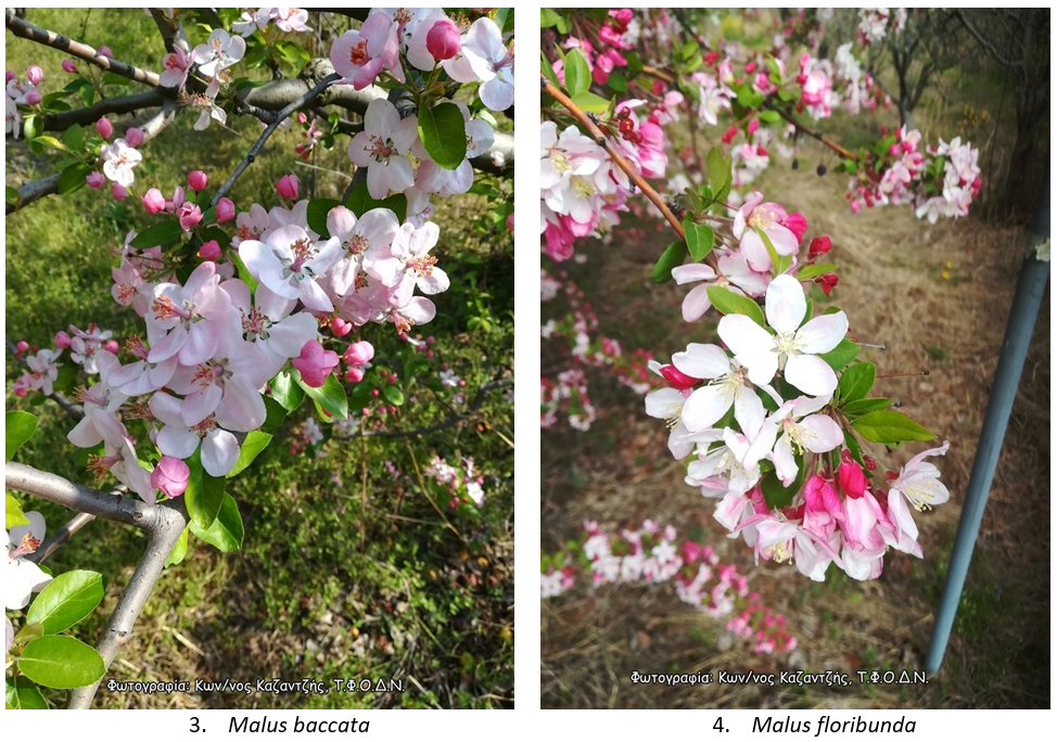 malus2