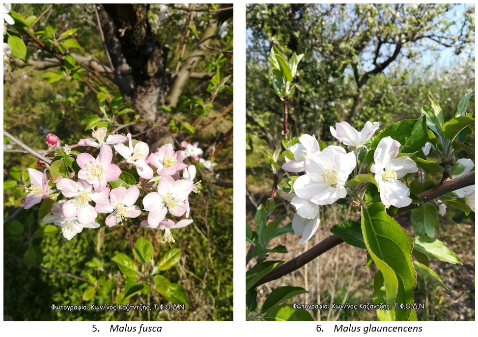 malus3