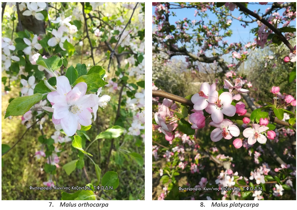 malus4