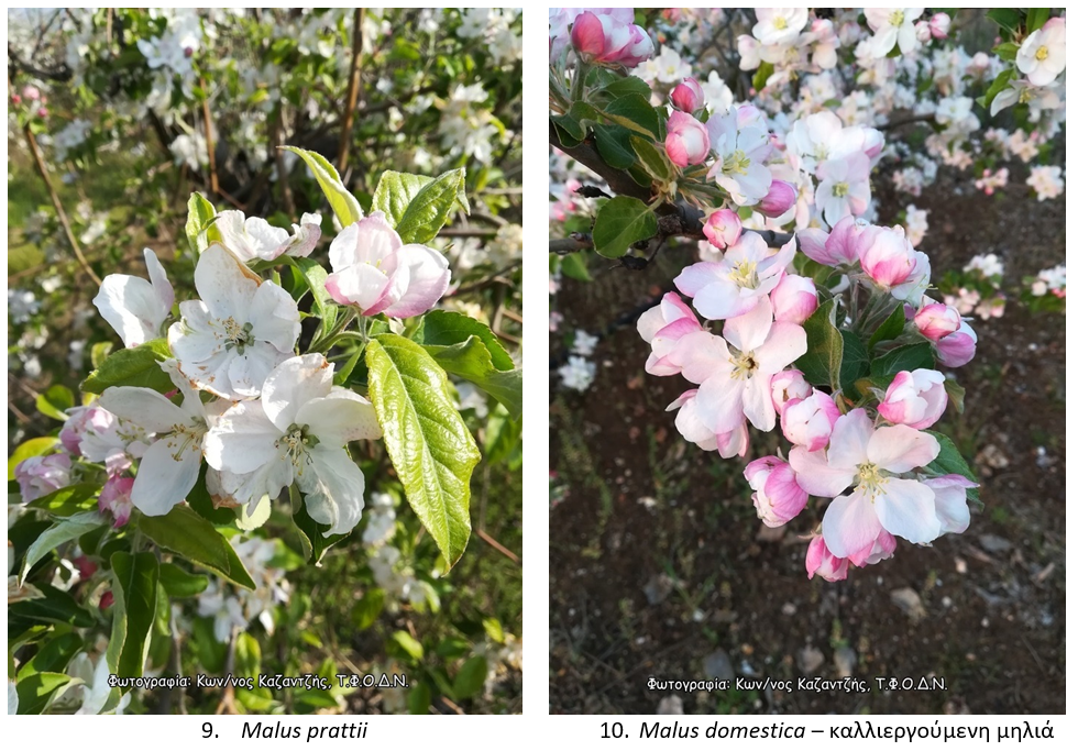 malus5