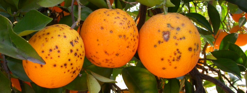 mancha negra blackspot imagen ivia 845x321