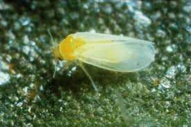 melitzana aleyrwdis