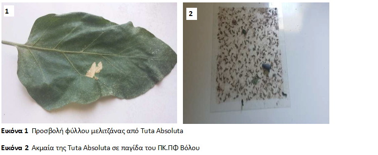 melitzana tuta