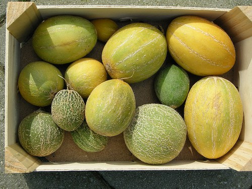 melon4