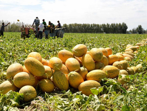 melon harvest