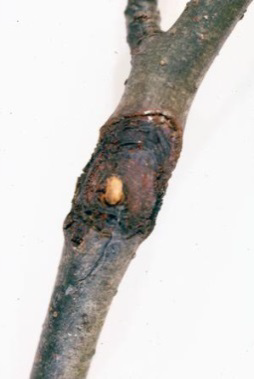 mhlia elki 3