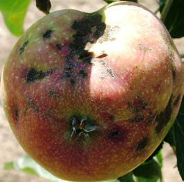 mhlia fouzikladio 3