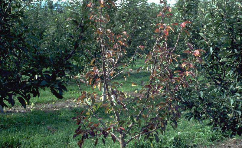mhlia phytophtora
