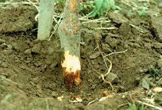 mhlia phytophtora 2