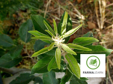 mhlo aneparkeia pseudargyrou