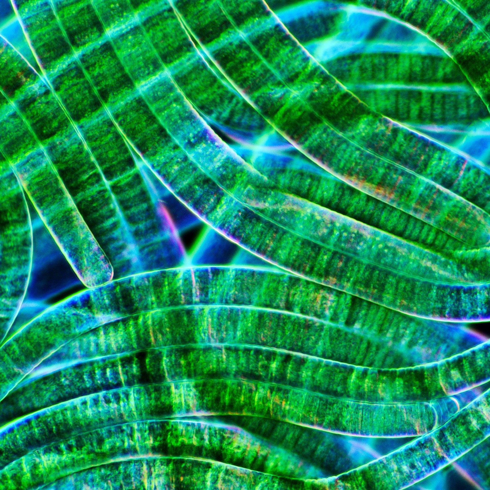 microbe2