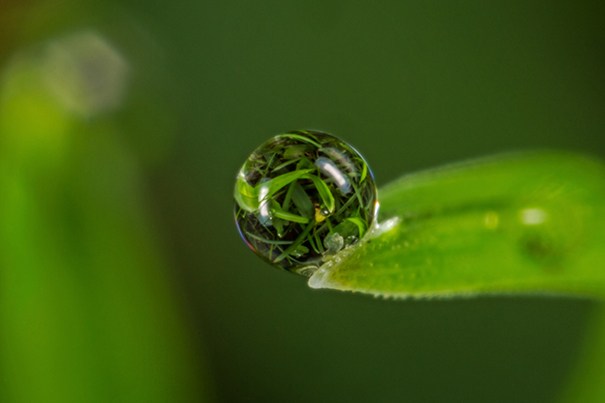 microbia2