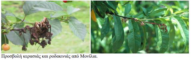 monilia kerasia rodakinia
