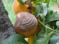 monilia verikokia