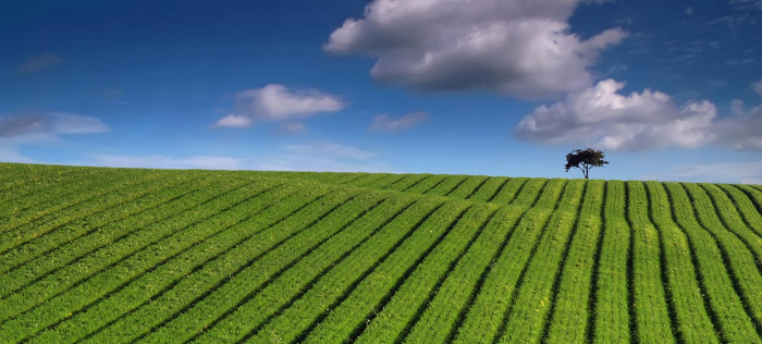 monoculture