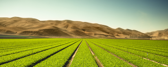 monoculture1